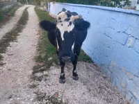 İnək, Russian Black pied cattle — foto 1