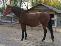 Stute, Hungarian horse breed — Foto 4