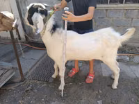 公山羊, Nubian Goat — 照片 2