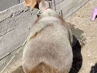 Oaie, Oi — foto 2