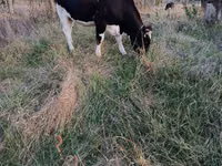 Vaca, Russian Black pied cattle — foto 1