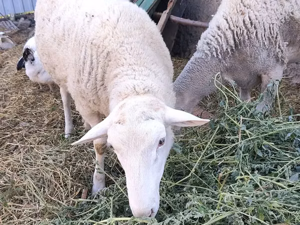 كبش, الأغنام