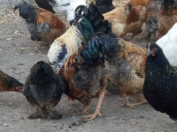 Chickens