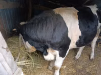 Bou, Russian Black pied cattle — foto 1