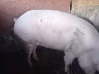 Porci (lot, sex nespecificat) — foto 3