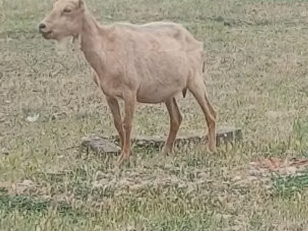 Țap, Saanen goat