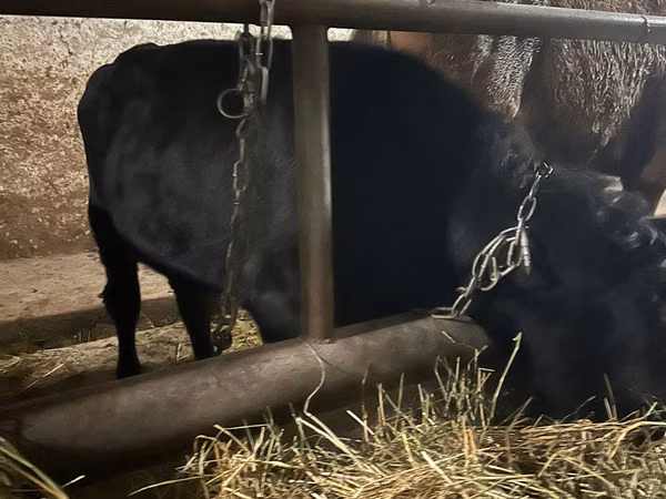 Toro, Aberdeen-Angus
