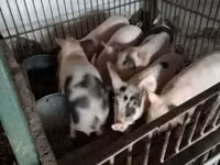 Porci (lot, sex nespecificat), Porci — foto 1