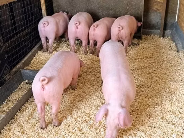 Vier, Porci