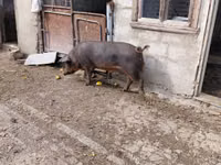 Vier, Porci — foto 2