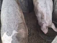 Vier, Porci — foto 2