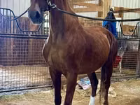 Toychoq, Dutch warmblood horse — 3-rasm