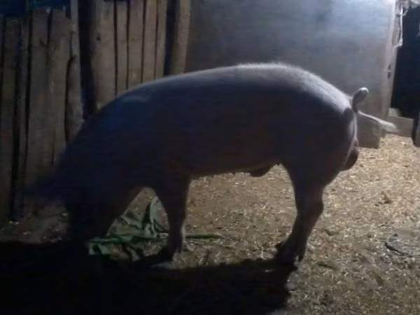 公猪, Pigs