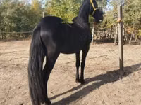 حصان, Friesian — الصورة 4