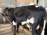 Vache, Race Holstein — photo 3