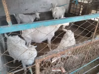 Capră, Russian White goat — foto 8