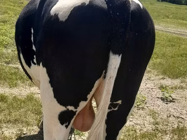 Bou, Rasa Holstein