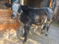 Vacă, Belgian Blue — foto 1