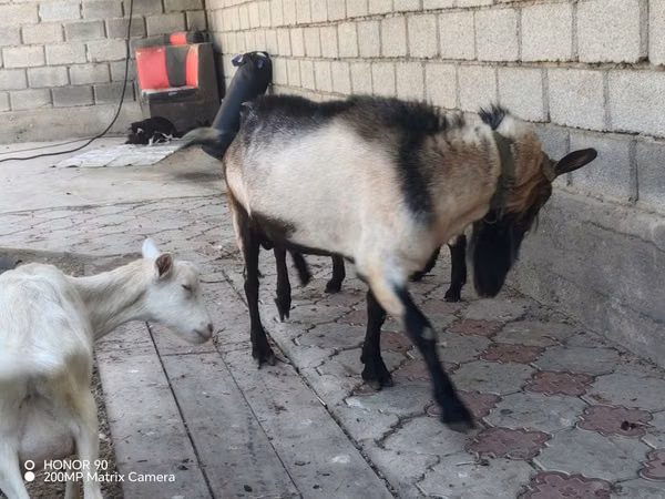 Keçi, Alpine goat