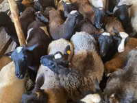 Buğa, Russian Black pied cattle — foto 2