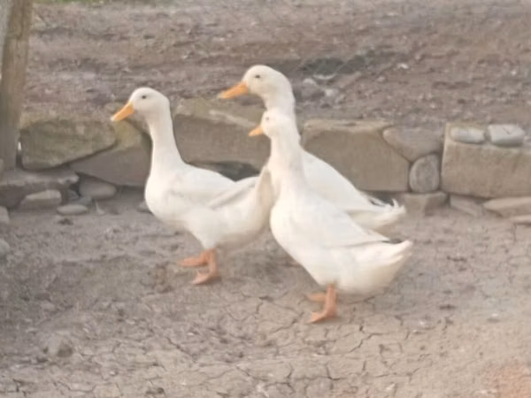 Pekin german