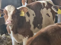 Bovinos (lote, sexo no especificado), Simmental cattle — foto 3