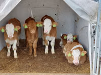 Buğa, Simmental cattle — foto 3