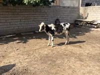 Rinder (Partie, Geschlecht nicht angegeben), Russian Black pied cattle — Foto 1
