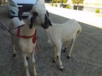 公羊, Sheep — 照片 2