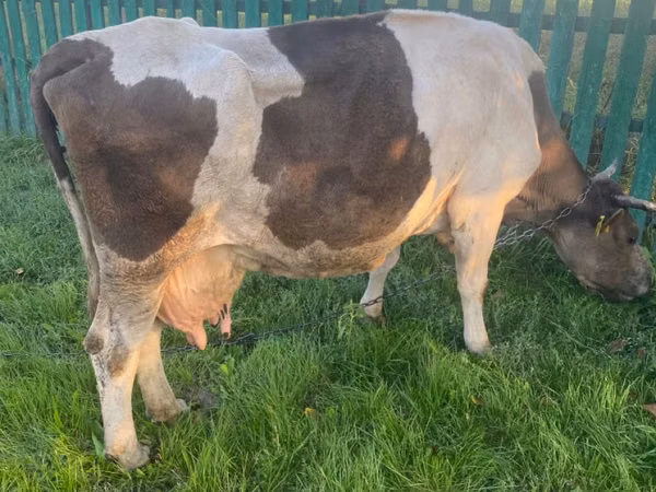Vacă, Bovine
