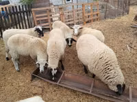 Oaie, Suffolk sheep — foto 3
