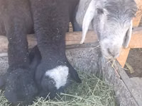 公羊, Sheep — 照片 4