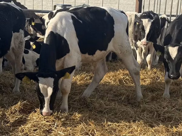 Bulle, Russian Black pied cattle