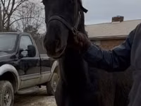 Aygʻir, Black Sea breed — 2-rasm