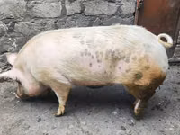 Boar, Pigs — photo 3