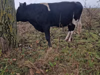公牛, Cattle — 照片 1