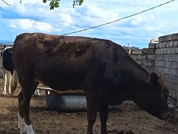Vaca, Ganado vacuno