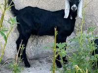 Boucs, Nubian Goat — photo 4