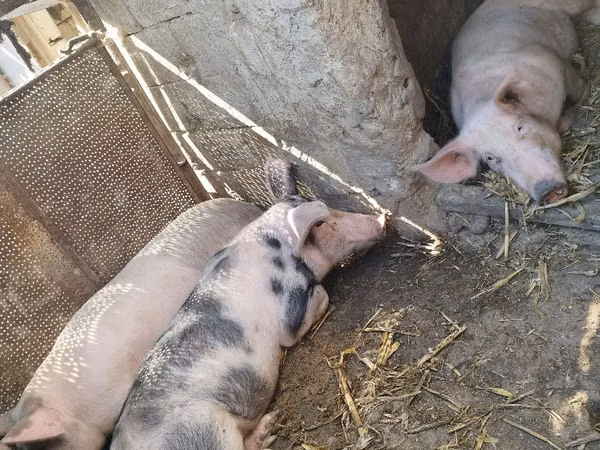 Scroafă, Porci — Republica Moldova