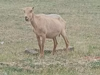 Țap, Alpine goat — foto 1