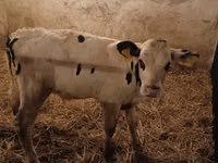 Taureau, Russian Black pied cattle — photo 1