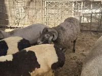 Brebis, Moutons — photo 5