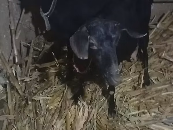 Capră, Alpine goat