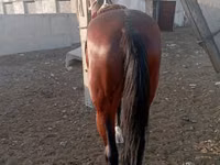 Hengst, Kustanai horse — Foto 5