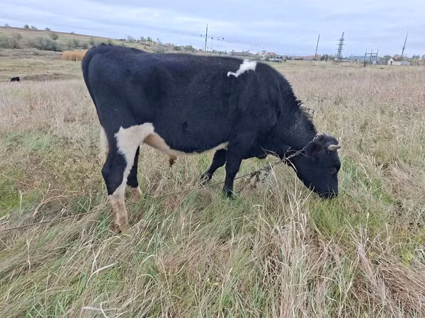 Bou, Russian Black pied cattle