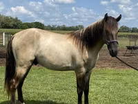 Horse (M), Rocky Mountain Horse — photo 5