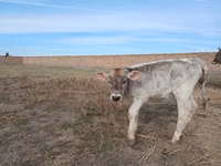 بقرة, Swiss cattle — الصورة 4