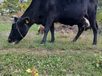 Vaca, Russian Black pied cattle — foto 5