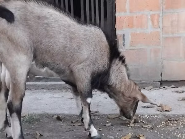 Țap, Nubian Goat