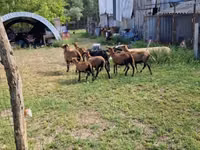 Berbec, Cameroon sheep — foto 1